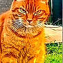 Dz Le Chat a rejoint le concours — aidez-le/la à gagner de superbes lots ! cat, orange_cat, tabby, animal, pet, fur, whiskers, outdoor, grass, animal_face, feline, sitting, cute, portrait, nature, ears, closeup, mammal, eyes, expression