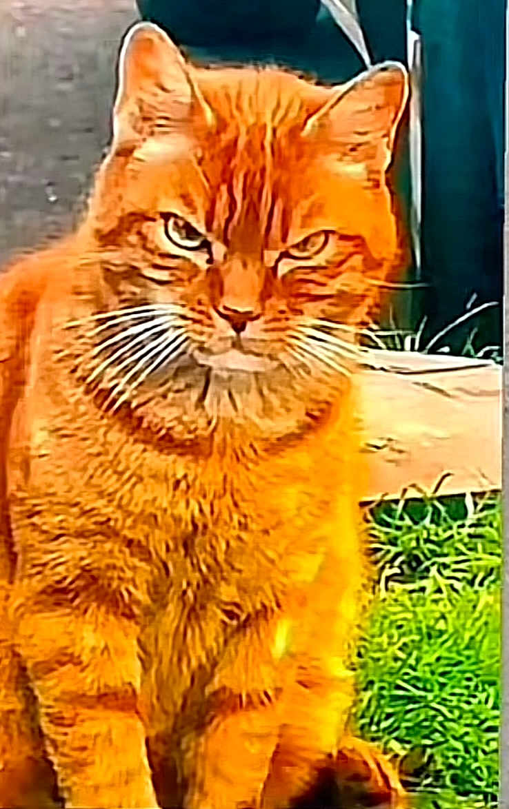 Dz Le Chat