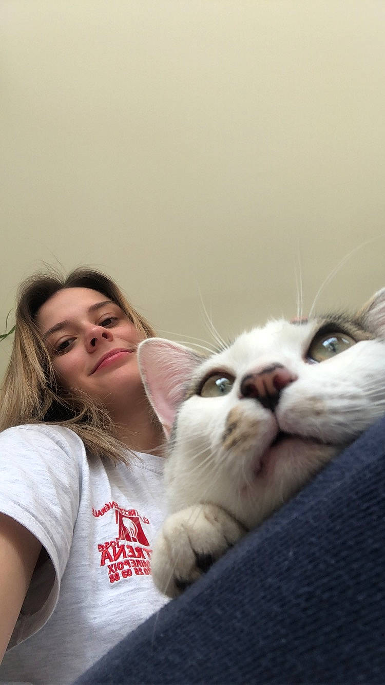 Chacha participe au concours pour gagner de l'argent avec cette photo : asian, carnivore, cat, ear, eye, felidae, fur, kitten, nose, paw, skin, small_to_medium_sized_cats, snout, turkish_van, whiskers