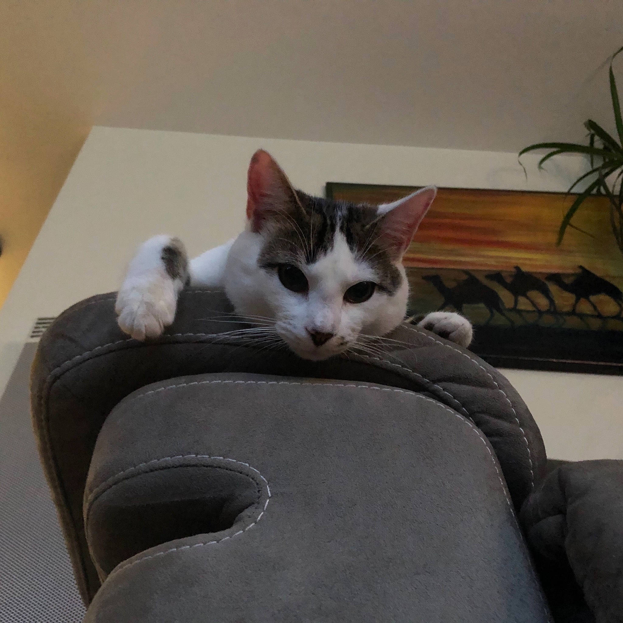 Chacha participe au concours pour gagner de l'argent avec cette photo : aegean_cat, american_wirehair, carnivore, cat, cat_bed, domestic_short_haired_cat, european_shorthair, felidae, kitten, mammal, paw, small_to_medium_sized_cats, whiskers