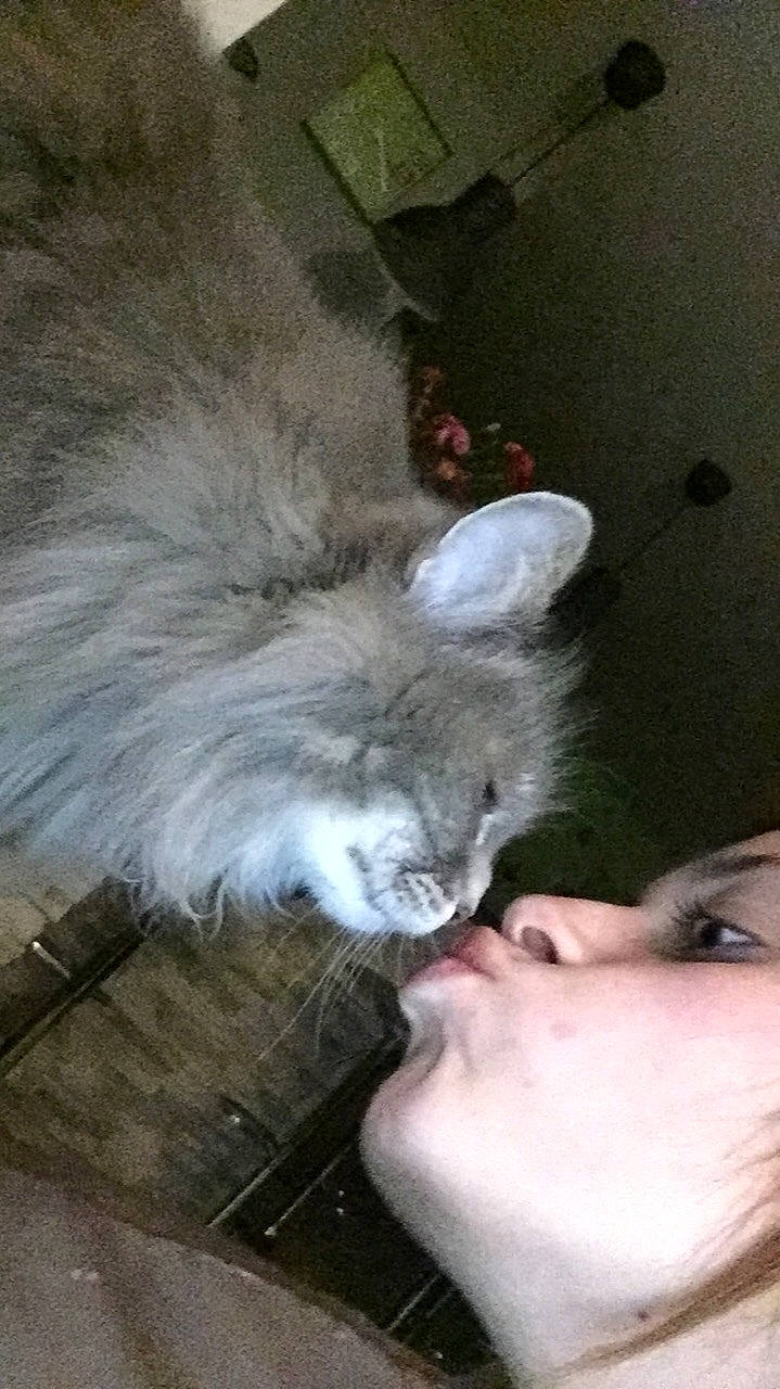 Mimi a rejoint le concours — aidez-le/la à gagner de superbes lots ! carnivore, cat, felidae, small_to_medium_sized_cats, whiskers