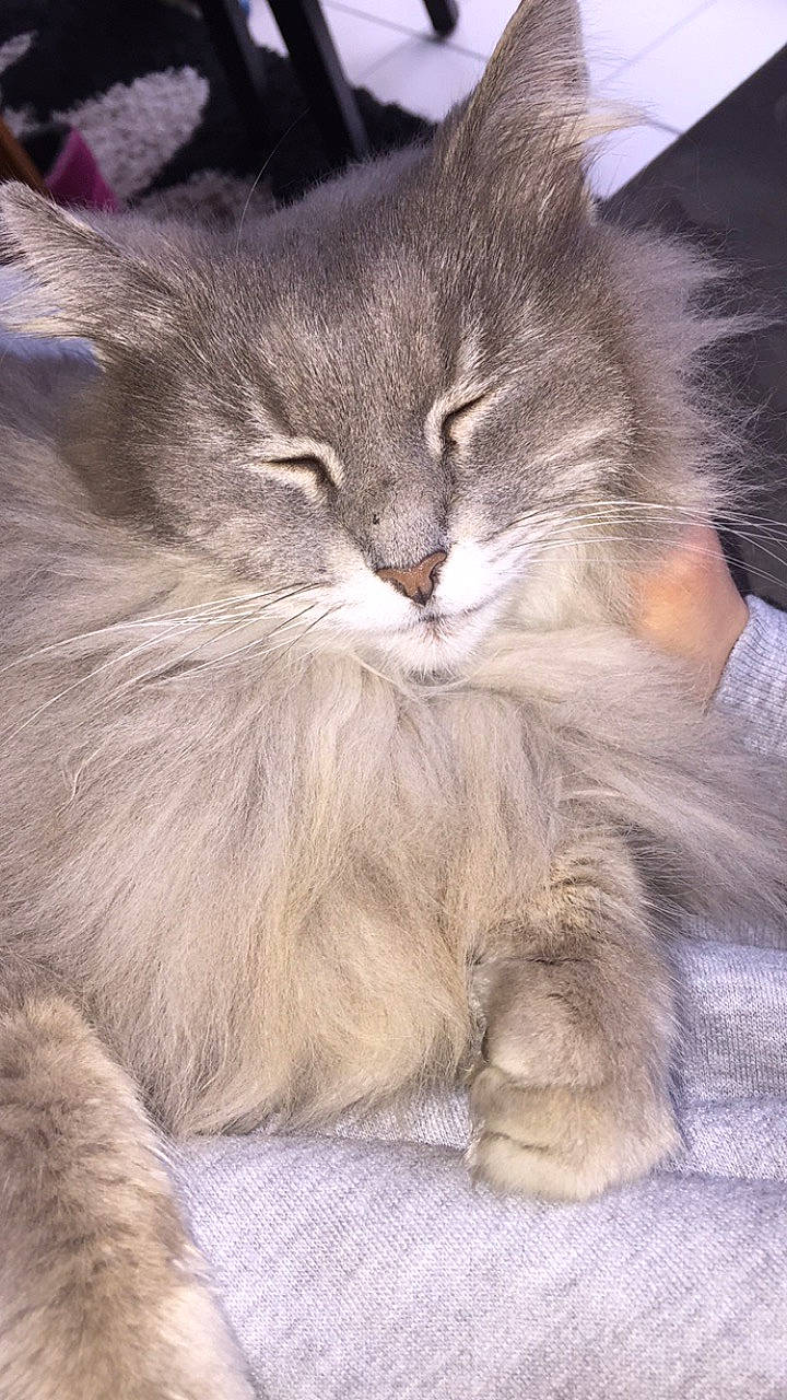 Mimi participe au concours pour gagner de l'argent avec cette photo : asian_semi_longhair, british_longhair, british_semi_longhair, carnivore, cat, domestic_long_haired_cat, felidae, fur, kitten, maine_coon, mammal, norwegian_forest_cat, persian, ragamuffin, siberian, small_to_medium_sized_cats, whiskers