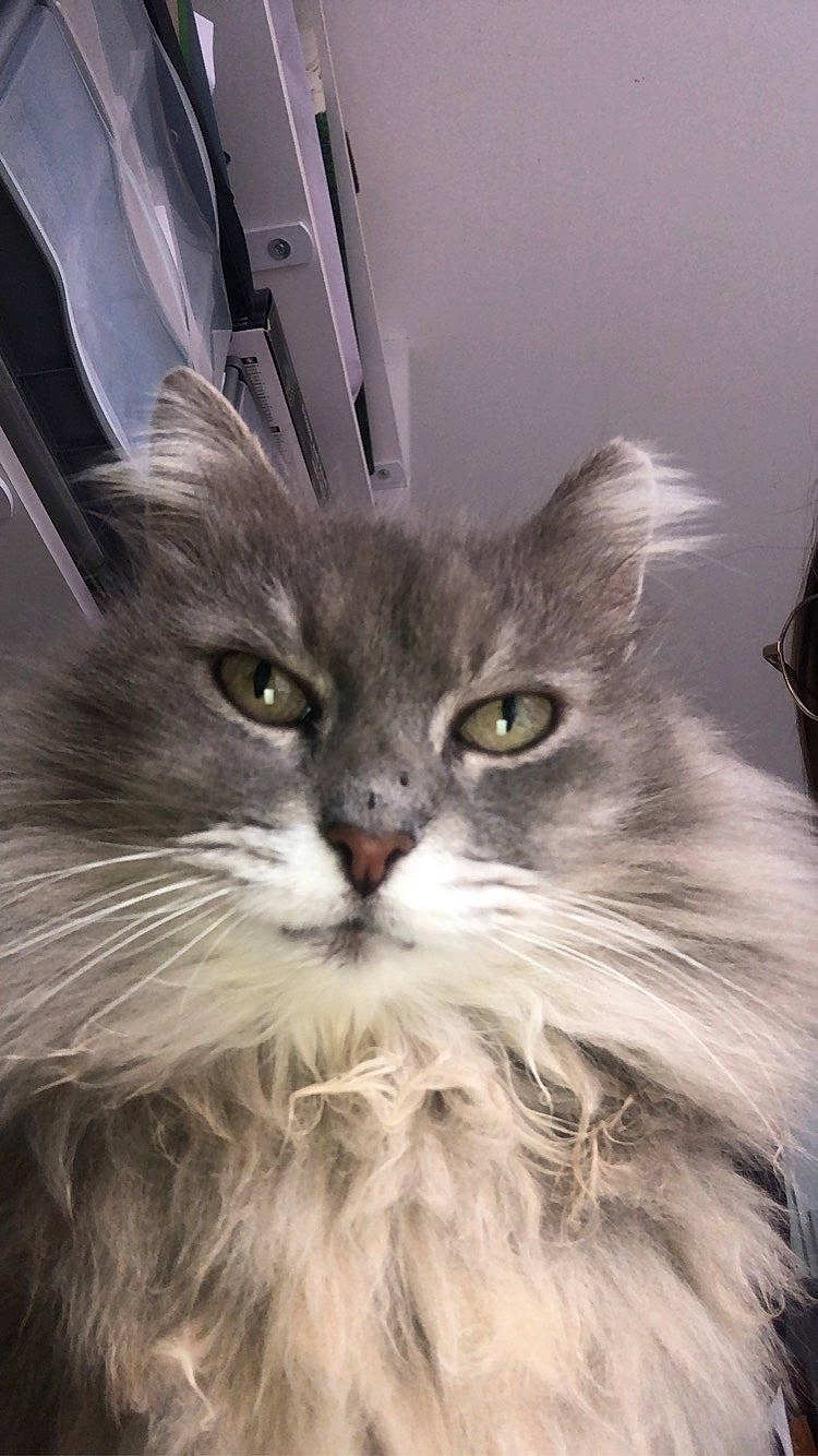 Mimi participe au concours pour gagner de l'argent avec cette photo : american_curl, asian_semi_longhair, british_longhair, british_semi_longhair, carnivore, cat, domestic_long_haired_cat, eye, felidae, fur, kitten, maine_coon, mammal, norwegian_forest_cat, persian, ragamuffin, siberian, small_to_medium_sized_cats, vertebrate, whiskers