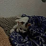 Rajah joined the competition — help win amazing prizes! animal, blanket, cat, comfort, cozy, cushion, cute, domestic, fur, furry, home, indoor, kitten, pet, relaxed, resting, sleepy, small, soft, young