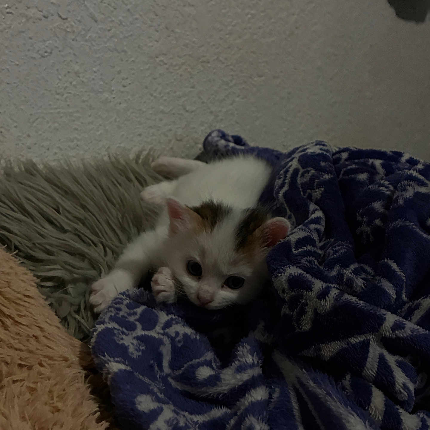 Rajah