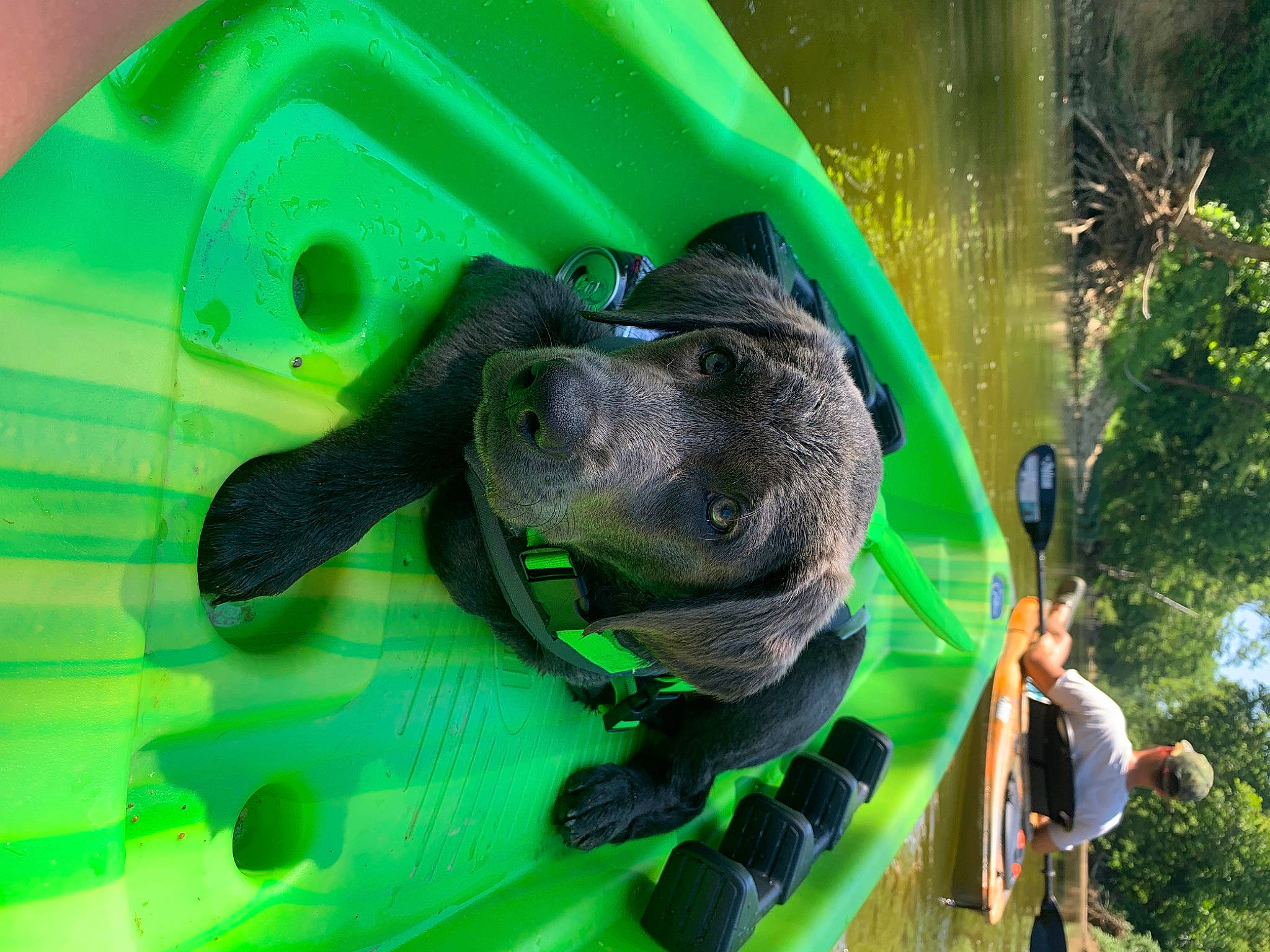 Chamber joined the competition — help win amazing prizes! dog, dog_breed, fun, grass, green, leisure, personal_protective_equipment, plant, plastic, recreation, snout, sporting_group, tree, water, working_animal