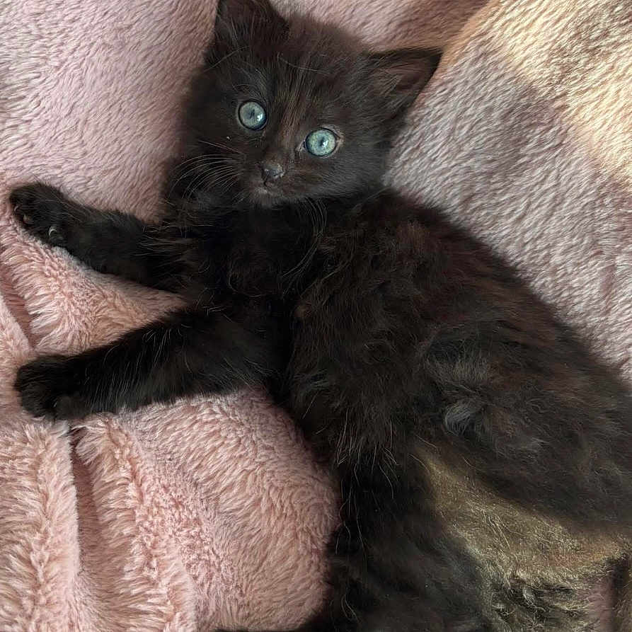 Croquette a rejoint le concours — aidez-le/la à gagner de superbes lots ! animal, black_cat, blanket, blue_eyes, cat, close_up, curious, cute, domestic_cat, fluffy, fur, indoor, kitten, lying_down, mammal, pet, relaxed, soft_texture, whiskers, young