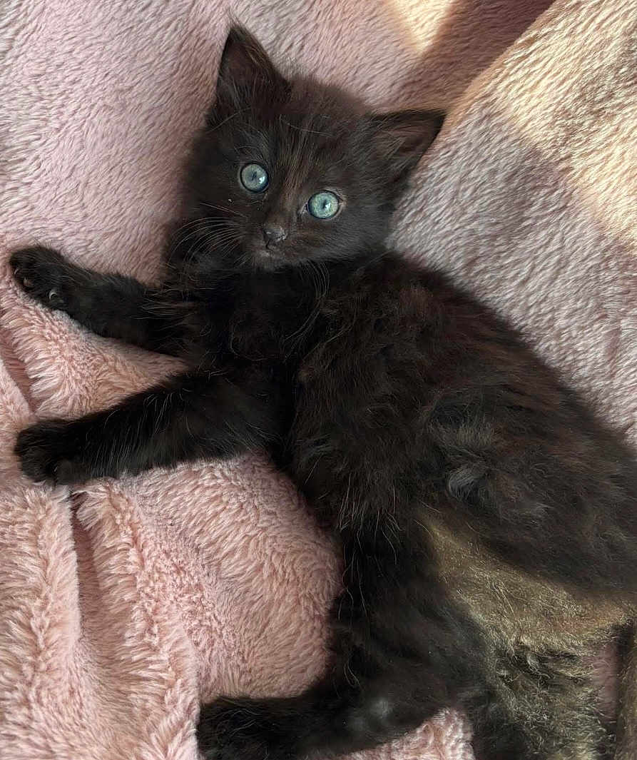 Croquette a rejoint le concours — aidez-le/la à gagner de superbes lots ! kitten, cat, black_cat, blue_eyes, fluffy, pet, animal, cute, lying_down, soft_texture, blanket, indoor, fur, whiskers, relaxed, curious, close_up, young, domestic_cat, mammal