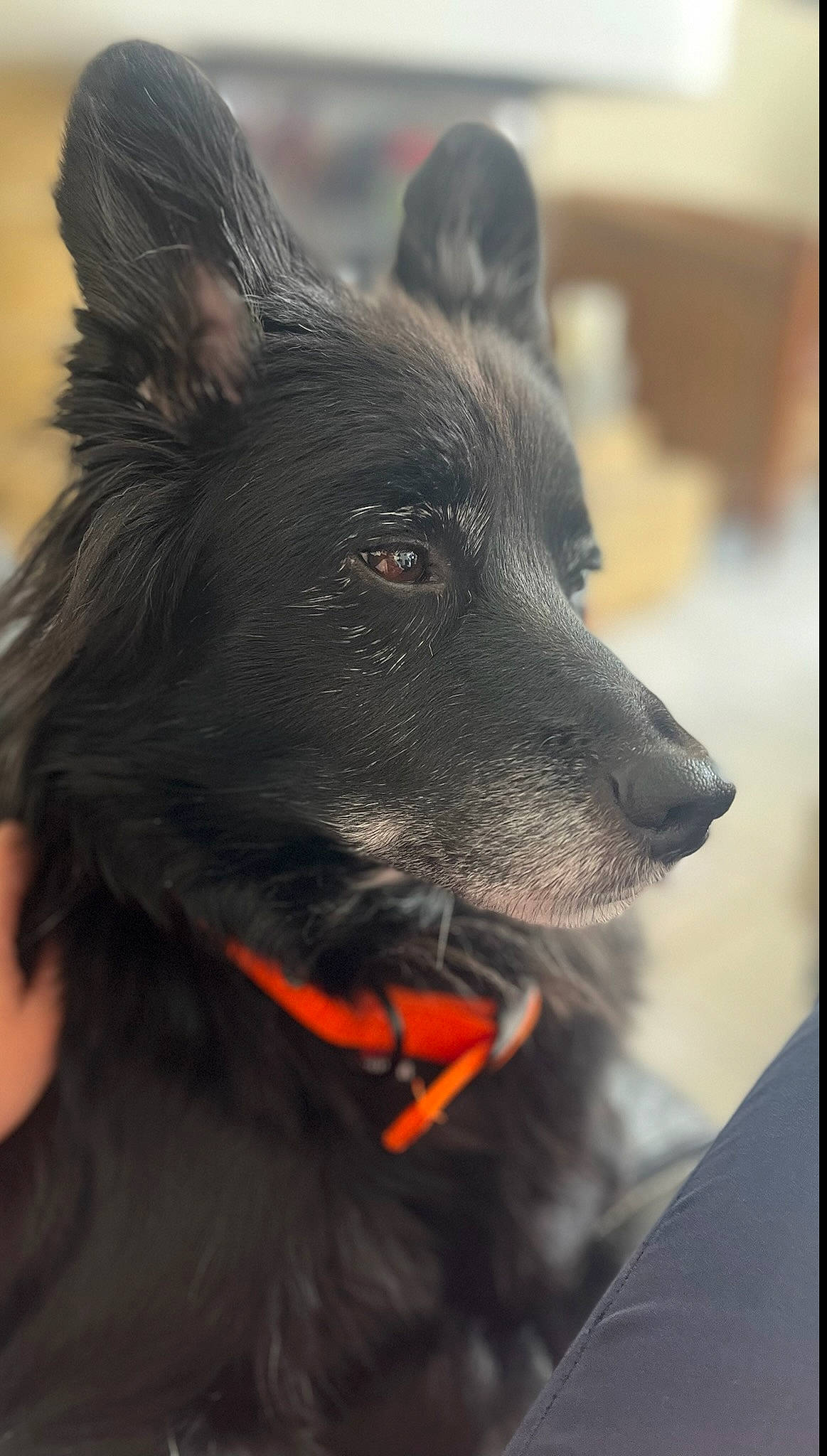 Bianca a rejoint le concours — aidez-le/la à gagner de superbes lots ! canidae, carnivore, collar, companion_dog, dog, dog_breed, dog_collar, dog_supply, ear, fur, mudi, non_sporting_group, snout, sporting_group, whiskers, working_animal, working_dog