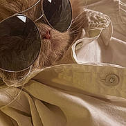 Simba joined the competition — help win amazing prizes! accessory, animal, beige, button, cat, close_up, cool, cute, fabric, face, feline, fluffy, indoor, pet, portrait, relaxed, sleeping, soft, sunglasses, whiskers