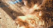 Simba is registered to the contest to win money with this photo: animal, cat, close_up, concrete, daylight, feline, fluffy, fur, mammal, nature, orange_cat, outdoor, paw, pet, relaxing, resting, shadow, sunlight, warm, whiskers