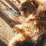 animal, cat, close_up, concrete, daylight, feline, fluffy, fur, mammal, nature, orange_cat, outdoor, paw, pet, relaxing, resting, shadow, sunlight, warm, whiskers