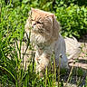 Simba is registered to the contest to win money with this photo: animal, cat, closeup, curious, feline, fluffy_cat, garden, grass, greenery, groomed, lion_cut, nature, outdoor, pet, plants, summer, sunlight, tail, walking, whiskers