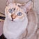 Minette