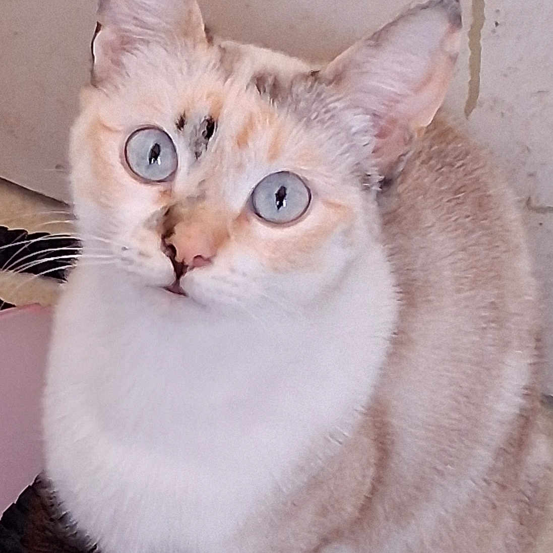 Minette