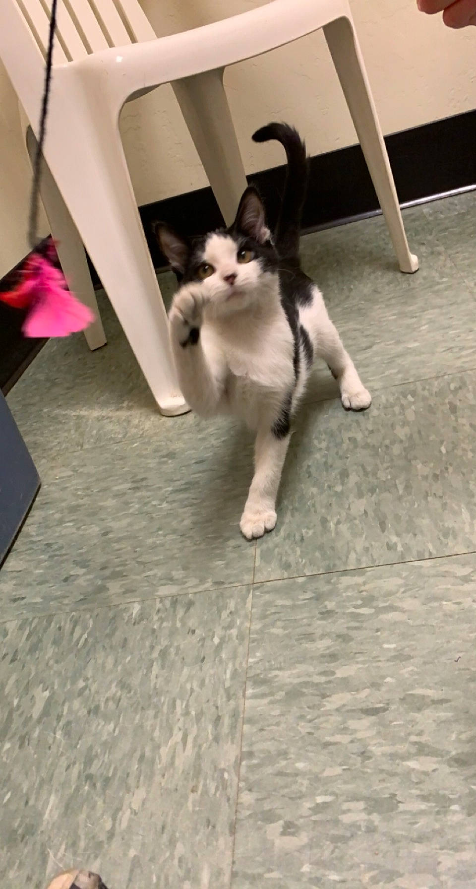 Chandler joined the competition — help win amazing prizes! carnivore, cat, domestic_short_haired_cat, felidae, floor, flooring, foot, fur, laminate_flooring, small_to_medium_sized_cats, tail, tile, toe, vertebrate, whiskers