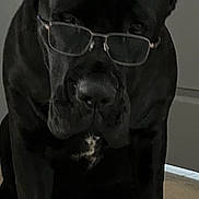 Reign is registered to the contest to win money with this photo: animal, black_dog, canine, carpet, companion, cute, dog, door, ears, fur, glasses, household, indoor, muzzle, paws, pet, portrait, serious, sitting, wall