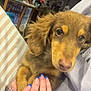 puppy, dog, brown_dog, close_up, hand, nails, blue_nails, indoor, flowers, table, mugs, cozy, cute, pet, fur, soft_lighting, home, holding, portrait, young_dog