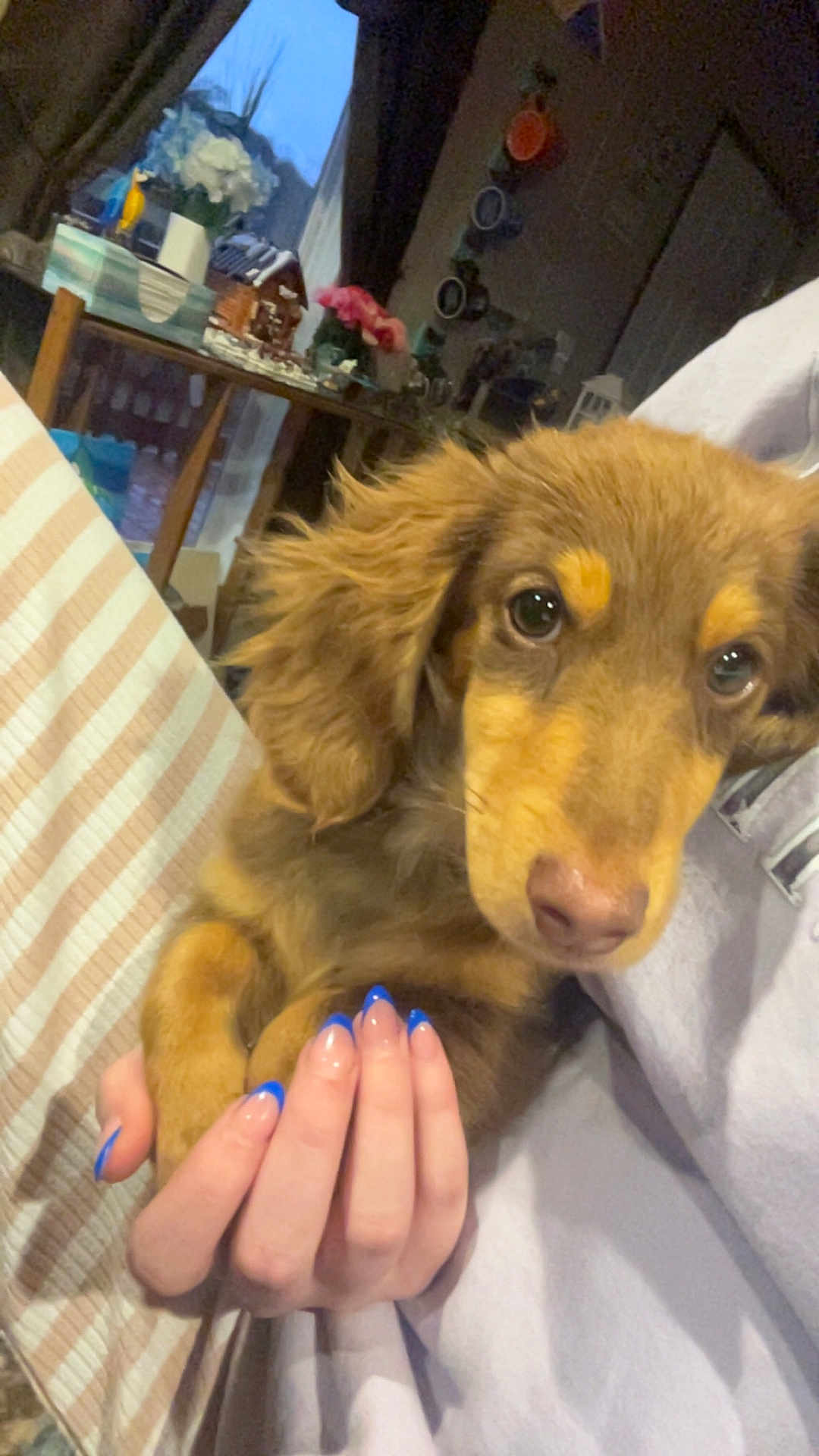 Henry joined the competition — help win amazing prizes! puppy, dog, brown_dog, close_up, hand, nails, blue_nails, indoor, flowers, table, mugs, cozy, cute, pet, fur, soft_lighting, home, holding, portrait, young_dog