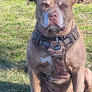 Prince joined the competition — help win amazing prizes! alert, animal, brown_dog, canine, collar, daylight, dog, ears, fur, grass, guard_dog, harness, mammal, muzzle, nature, outdoor, pet, sitting, sunlight, watchful