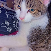 Savy joined the competition — help win amazing prizes! cat, tabby, white_fur, close_up, pet, animal, whiskers, ears, eyes, nose, fur, indoor, blanket, pattern, resting, relaxed, cute, mammal, domestic_animal, cozy