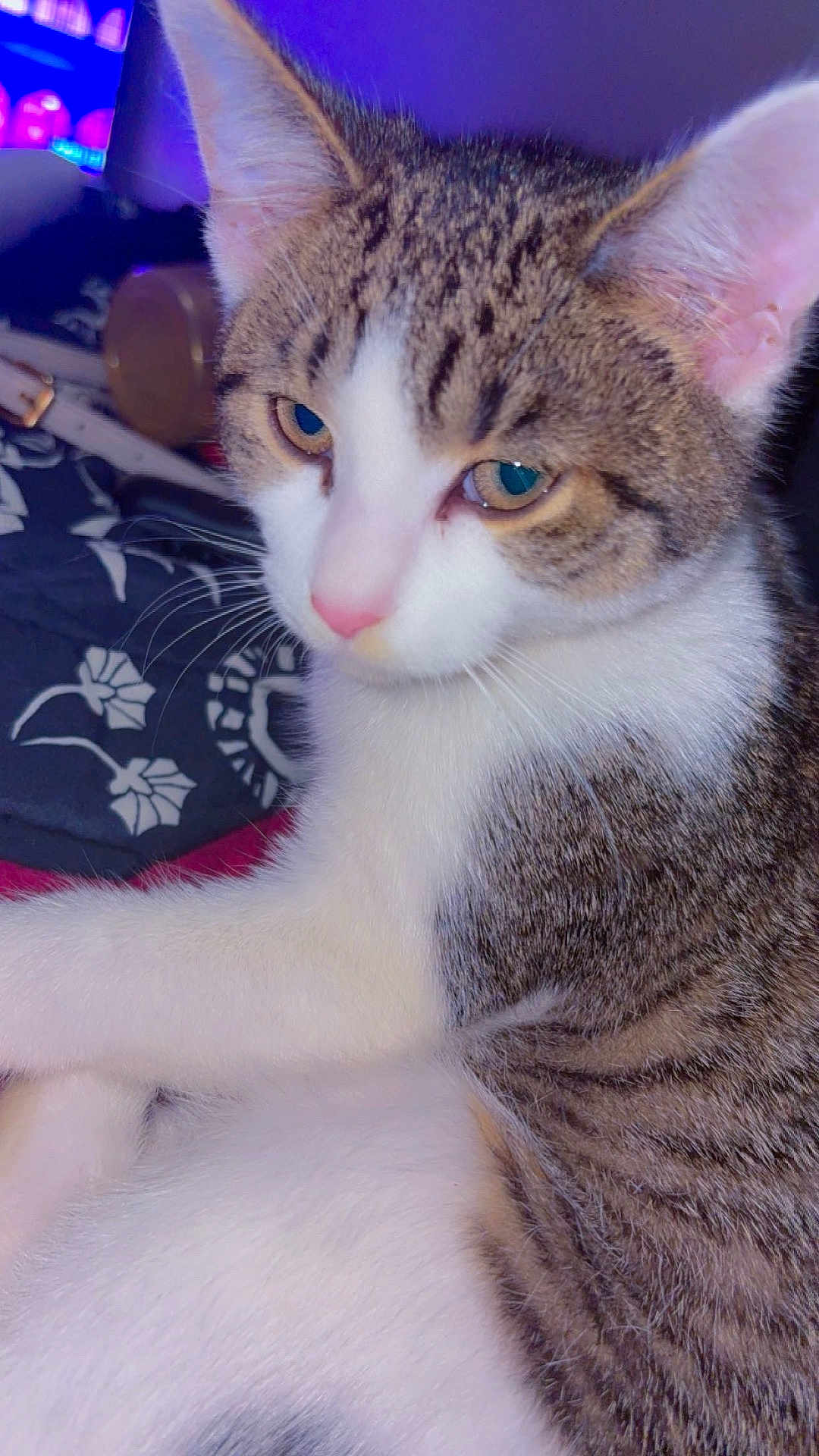 Savy joined the competition — help win amazing prizes! cat, tabby, white_fur, close_up, pet, animal, whiskers, ears, eyes, nose, fur, indoor, blanket, pattern, resting, relaxed, cute, mammal, domestic_animal, cozy