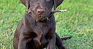 Oakley is registered to the contest to win money with this photo: adorable, animal, canine, chocolate, collar, cute, dog, ears, fur, grass, labrador, muzzle, nature, outdoor, pet, playful, puppy, sitting, stick, young