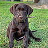 Oakley is registered to the contest to win money with this photo: puppy, dog, labrador, chocolate, grass, stick, outdoor, pet, animal, canine, cute, sitting, nature, young, fur, playful, adorable, muzzle, ears, collar