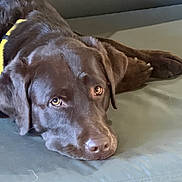 Oakley is registered to the contest to win money with this photo: dog, labrador, chocolate_labrador, pet, canine, lying_down, couch, sofa, indoor, brown_dog, animal, fur, ears, nose, eyes, relaxed, resting, domestic_animal, companion, mammal