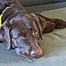 dog, labrador, chocolate_labrador, pet, canine, lying_down, couch, sofa, indoor, brown_dog, animal, fur, ears, nose, eyes, relaxed, resting, domestic_animal, companion, mammal