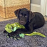 Oakley joined the competition — help win amazing prizes! dog, puppy, chocolate_labrador, plush_toy, green_toy, lizard_toy, rug, indoor, basket, floor, furniture, pet, animal, cute, young, laying_down, brown_fur, soft_texture, cozy, home