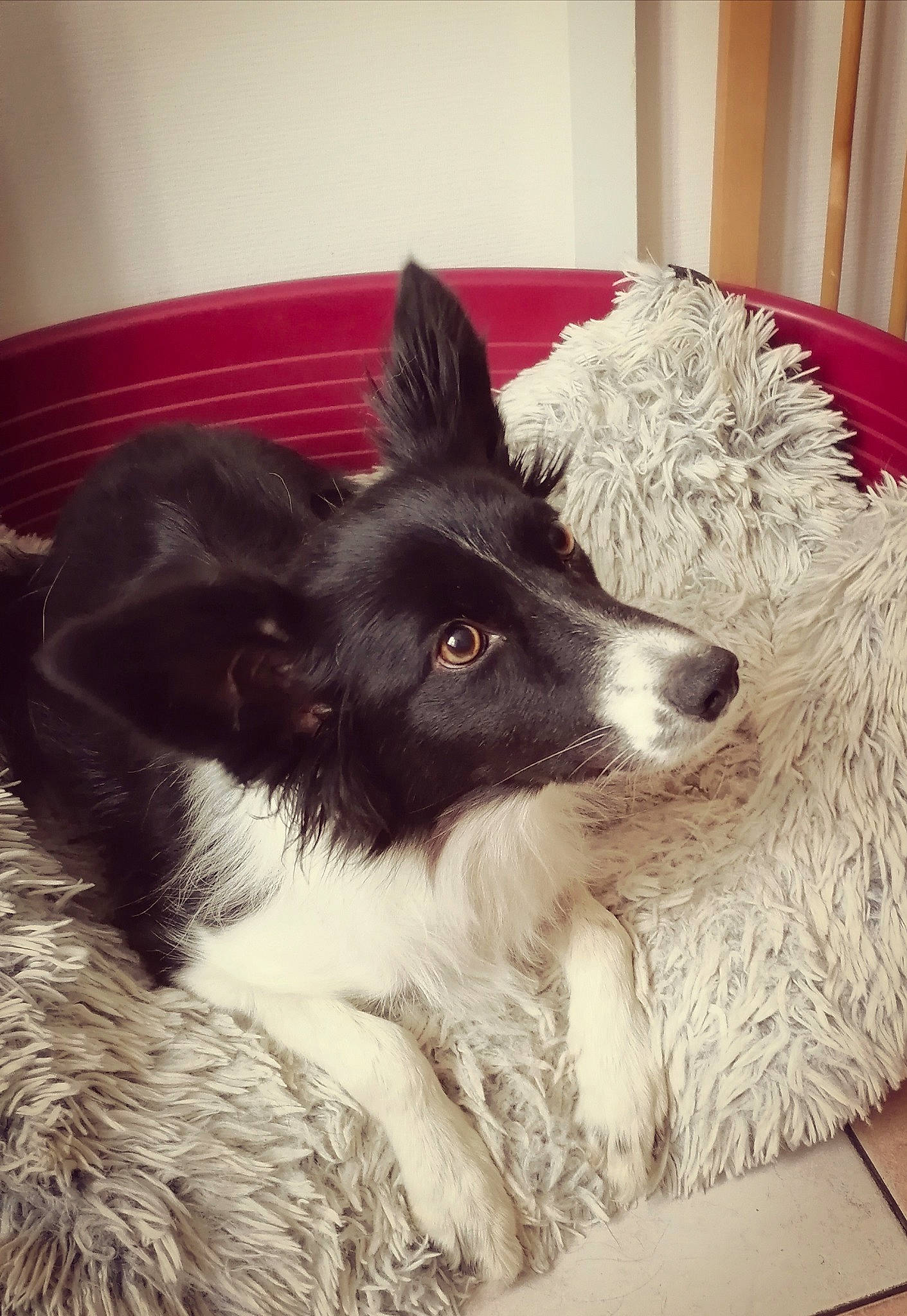 Dragone a rejoint le concours — aidez-le/la à gagner de superbes lots ! border_collie, canidae, carnivore, comfort, companion_dog, dog, dog_breed, fur, herding_dog, mammal, non_sporting_group, snout, sporting_group, terrestrial_animal, texas_heeler, whiskers, working_animal, working_dog