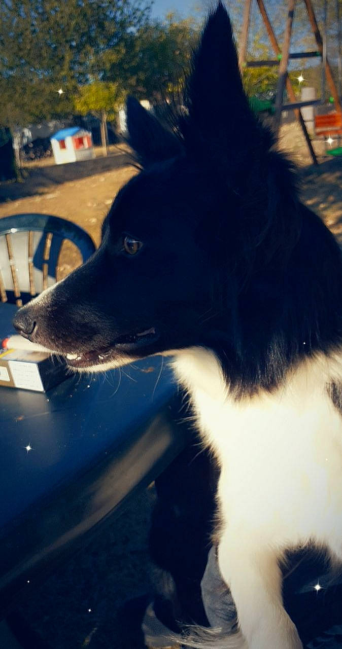 Dragone a rejoint le concours — aidez-le/la à gagner de superbes lots ! canidae, carnivore, collar, companion_dog, dog, dog_breed, dog_collar, electric_blue, fur, herding_dog, sitting, snout, sporting_group, tail, tints_and_shades, tree, whiskers, winter, working_animal, working_dog
