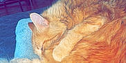 Rouky a rejoint le concours — aidez-le/la à gagner de superbes lots ! cat, orange_cat, sleeping, curled_up, fluffy, tail, feline, pet, indoors, blanket, cozy, resting, fur, home, mirror, chair, furniture, relaxation, domestic_animal, quiet