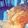 cat, orange_cat, sleeping, curled_up, fluffy, tail, feline, pet, indoors, blanket, cozy, resting, fur, home, mirror, chair, furniture, relaxation, domestic_animal, quiet
