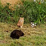 cat, ginger_cat, black_cat, grass, wild_plants, flowers, garden, outdoor, nature, pet, animal, feline, relaxed, sitting, lounging, greenery, fur, daylight, plants, flora