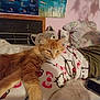 cat, orange_cat, bed, blanket, hello_kitty, pillow, poster, pink_wall, feline, indoor, resting, cute, fluffy, cozy, soft, animal, pet, relaxed, sleepy, domestic
