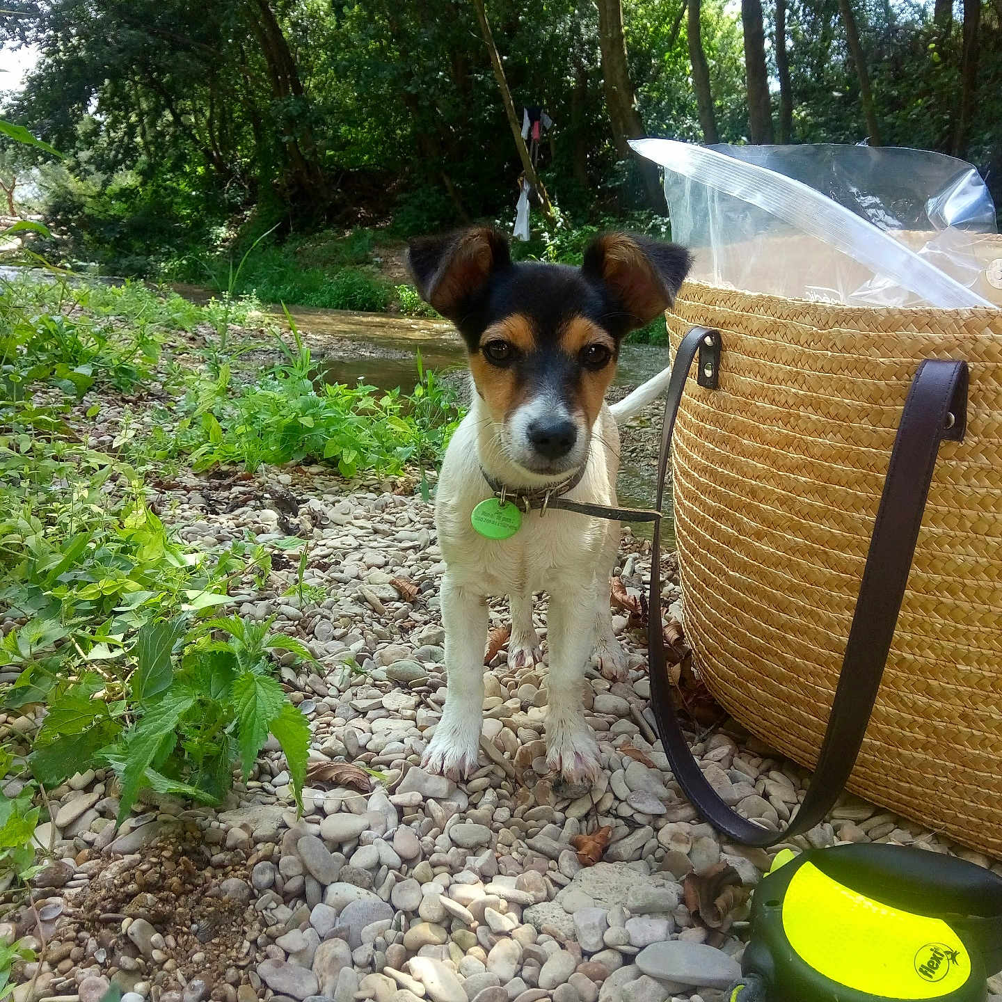 Oscar a rejoint le concours — aidez-le/la à gagner de superbes lots ! animal, basket, collar, curious, daylight, dog, ears, greenery, ground, leash, nature, outdoor, pet, puppy, riverbank, rocks, small_dog, sunlight, trees, water