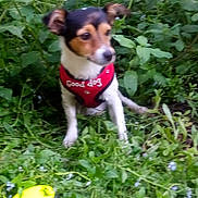 Oscar a rejoint le concours — aidez-le/la à gagner de superbes lots ! dog, small_dog, red_harness, greenery, plants, outdoor, pet, animal, grass, nature, sitting, blurred, cute, canine, fur, ears, snout, white_paws, playful, garden