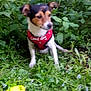 dog, small_dog, red_harness, greenery, plants, outdoor, pet, animal, grass, nature, sitting, blurred, cute, canine, fur, ears, snout, white_paws, playful, garden