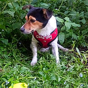 Oscar participe au concours pour gagner de l'argent avec cette photo : animal, canine, cute, dog, flowers, garden, good_dog_text, grass, greenery, harness, leafy, nature, outdoor, pet, plants, play_toy, red_harness, side_view, sitting, small_dog