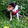 dog, small_dog, harness, red_harness, good_dog_text, greenery, plants, grass, flowers, outdoor, pet, animal, nature, sitting, side_view, cute, canine, leafy, garden, play_toy