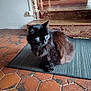 Blaky a rejoint le concours — aidez-le/la à gagner de superbes lots ! cat, black_cat, fluffy, pet, indoor, mat, floor, tile_floor, steps, wooden_furniture, curious, feline, animal, domestic_animal, home, cozy, resting, looking_away, cute, fur