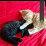Blaky participe au concours pour gagner de l'argent avec cette photo : kitten, cat, black_cat, orange_cat, sleeping, cuddling, pets, feline, fur, animal, cute, resting, red_background, soft, domestic, companion, young_animal, two_animals, cozy, indoor