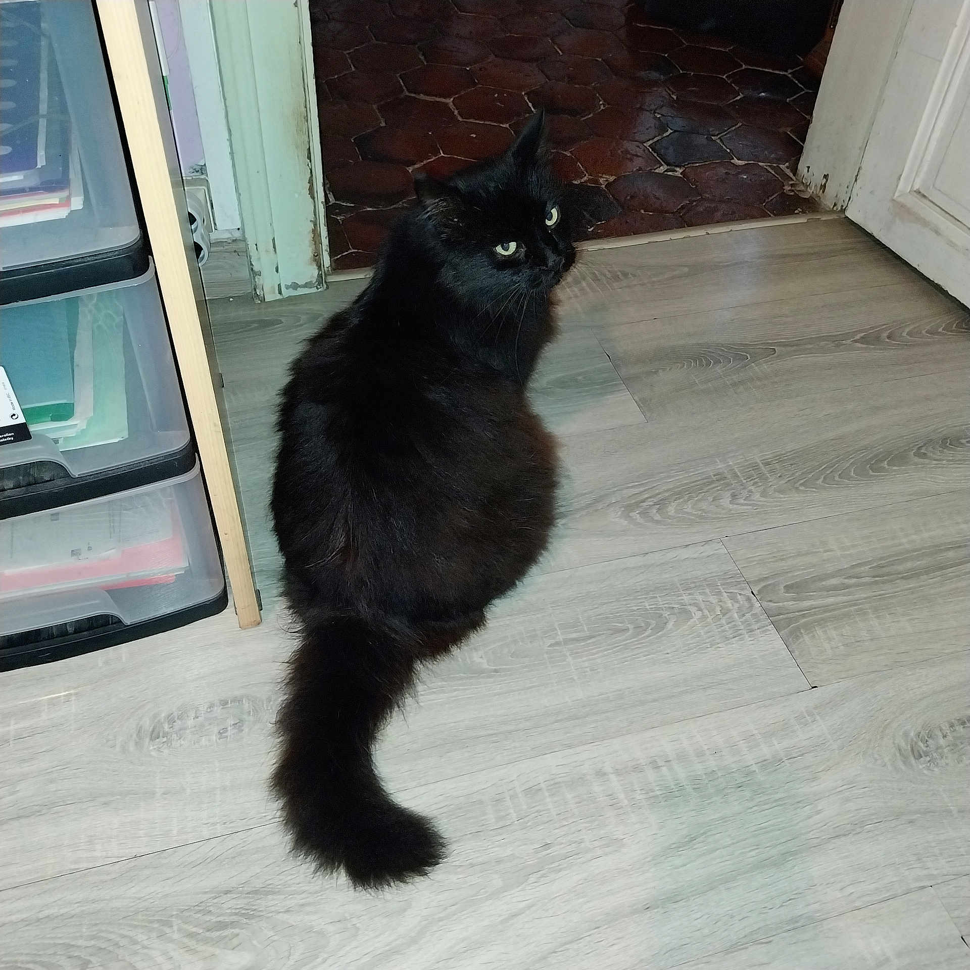 Blaky participe au concours pour gagner de l'argent avec cette photo : cat, black_cat, pet, indoor, floor, wooden_floor, plastic_drawer, doorway, curious, feline, tail, fur, green_eyes, looking_back, home, animal, domestic, quiet, resting, cozy