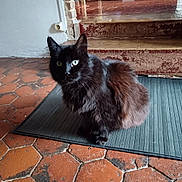 Blaky a rejoint le concours — aidez-le/la à gagner de superbes lots ! cat, black_cat, pet, indoor, floor, mat, tile_floor, stairs, furniture, home, cozy, fur, animal, whiskers, eyes, sitting, domestic, quiet, curious, resting