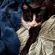 Bootz is registered to the contest to win money with this photo: cat, black_and_white, pet, feline, whiskers, paw, blanket, bed, cozy, indoor, resting, fur, stretching, collar, domestic_animal, cute, sleepy, soft, comfort, relaxation