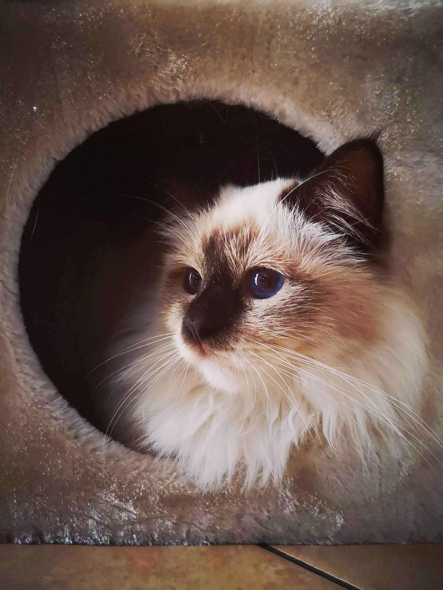 Quartz participe au concours pour gagner de l'argent avec cette photo : balinese, birman, box, carnivore, cat, fawn, felidae, flooring, fur, hardwood, iris, ragdoll, siamese, small_to_medium_sized_cats, snout, terrestrial_animal, whiskers