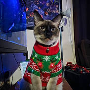 Loki joined the competition — help win amazing prizes! cat, siamese_cat, christmas_sweater, holiday, festive, lights, table, lamp, poster, nightmare_before_christmas, indoor, pet, decor, model_cars, curtain, wall, furniture, cute, animal, portrait