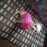 Gidget is registered to the contest to win money with this photo: canidae, carnivore, companion_dog, dog, dog_breed, dog_clothes, dog_supply, fawn, felidae, flooring, magenta, pattern, pet_supply, pink, snout, sporting_group, tail, toy, toy_dog, whiskers
